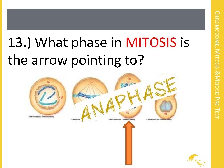 CHROMOSOME, MITOSIS &MEIOSIS PRE-TEST 13. ) What phase in MITOSIS is the arrow pointing