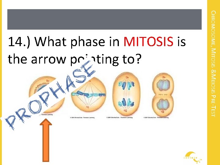 CHROMOSOME, MITOSIS &MEIOSIS PRE-TEST 14. ) What phase in MITOSIS is the arrow pointing