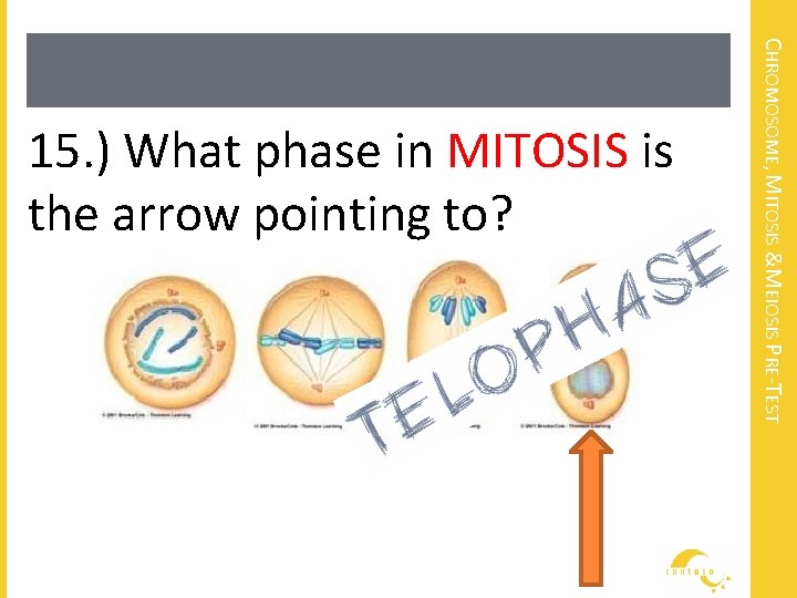 CHROMOSOME, MITOSIS &MEIOSIS PRE-TEST 15. ) What phase in MITOSIS is the arrow pointing