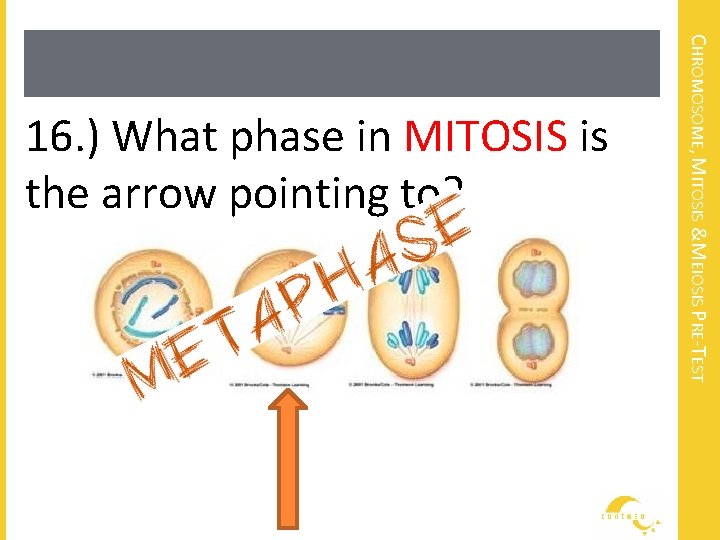 CHROMOSOME, MITOSIS &MEIOSIS PRE-TEST 16. ) What phase in MITOSIS is the arrow pointing