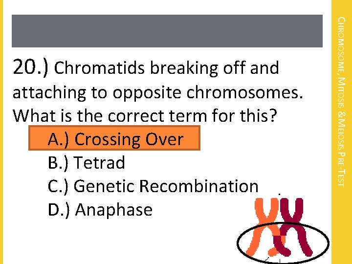 attaching to opposite chromosomes. What is the correct term for this? A. ) Crossing