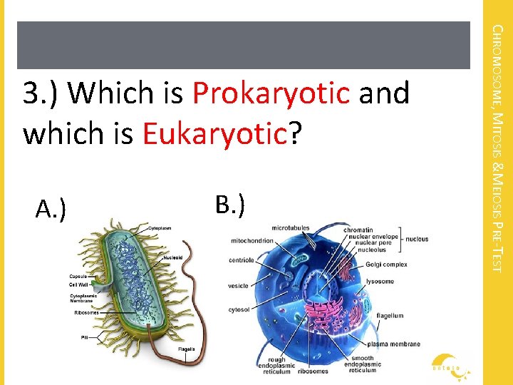 A. ) B. ) CHROMOSOME, MITOSIS &MEIOSIS PRE-TEST 3. ) Which is Prokaryotic and