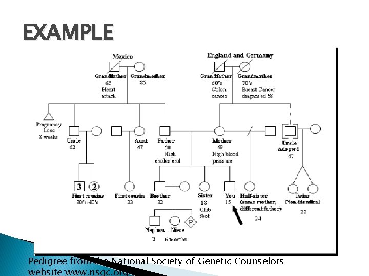 EXAMPLE Pedigree from the National Society of Genetic Counselors website: www. nsgc. org 