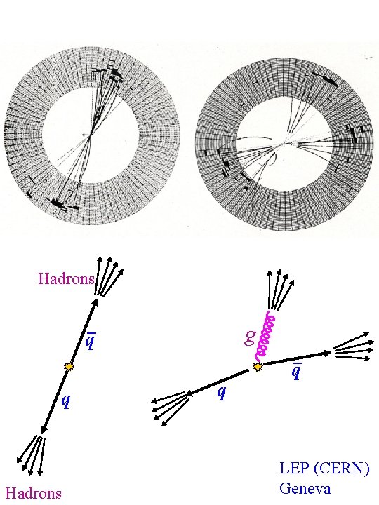 Hadrons _ g q q Hadrons q _ q LEP (CERN) Geneva Hadrons _ g q q Hadrons q _ q LEP (CERN) Geneva