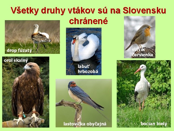 Všetky druhy vtákov sú na Slovensku chránené slávik červienka drop fúzatý orol skalný labuť