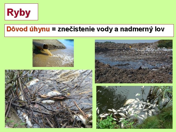 Ryby Dôvod úhynu = znečistenie vody a nadmerný lov 