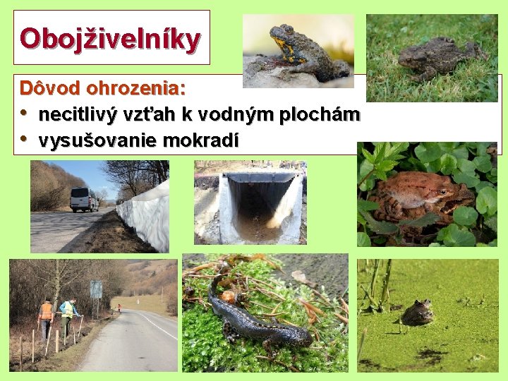 Obojživelníky Dôvod ohrozenia: • necitlivý vzťah k vodným plochám • vysušovanie mokradí 