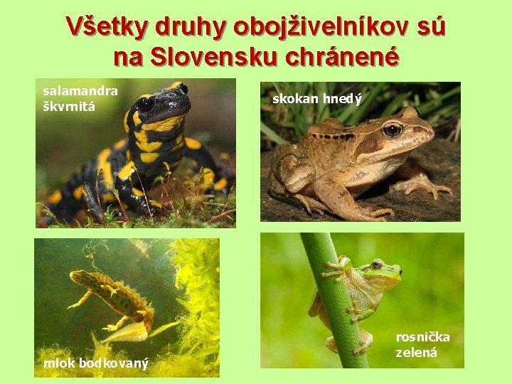 Všetky druhy obojživelníkov sú na Slovensku chránené salamandra škvrnitá mlok bodkovaný skokan hnedý rosnička