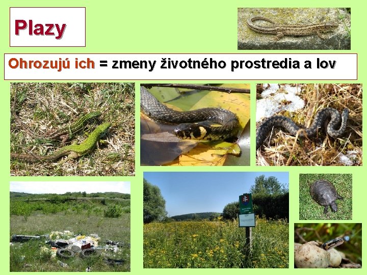 Plazy Ohrozujú ich = zmeny životného prostredia a lov 