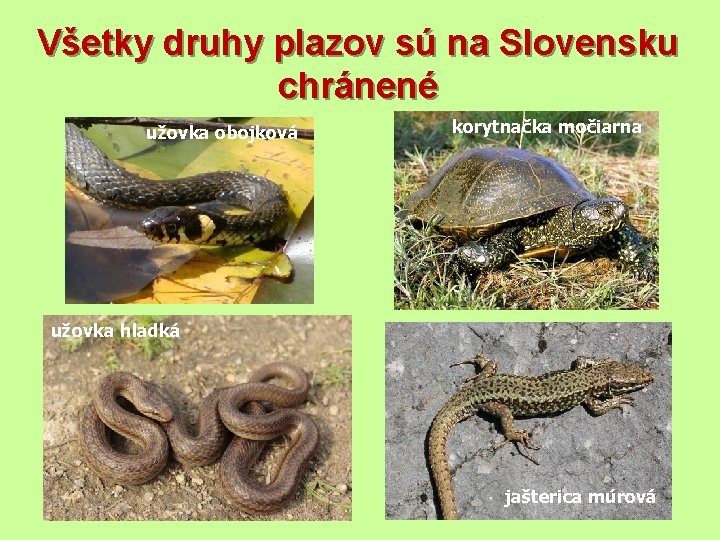 Všetky druhy plazov sú na Slovensku chránené užovka obojková korytnačka močiarna užovka hladká jašterica