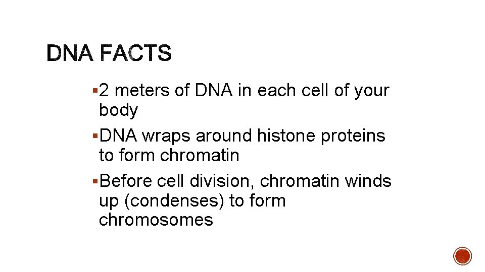 § 2 meters of DNA in each cell of your body §DNA wraps around