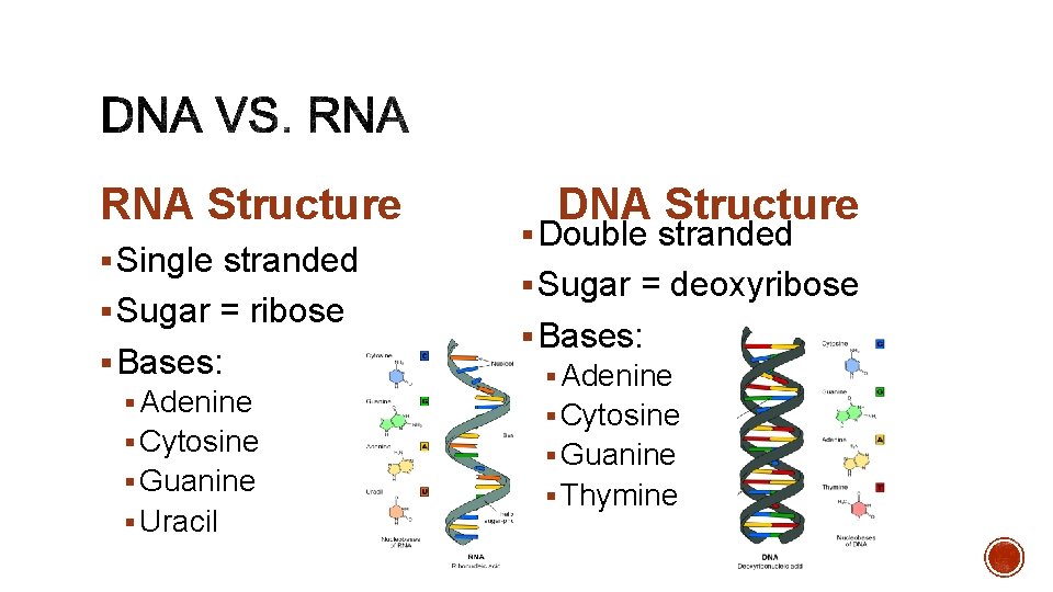 RNA Structure § Single stranded § Sugar = ribose § Bases: § Adenine §