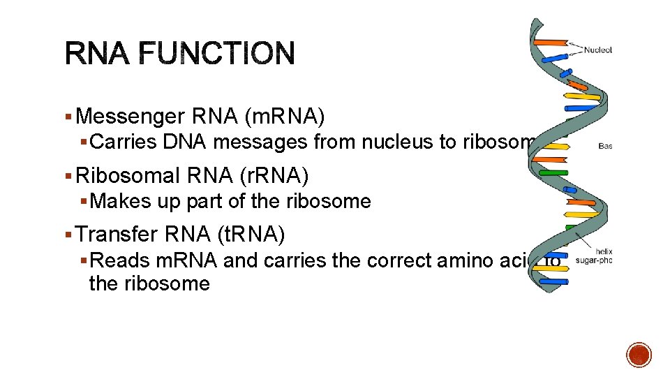 § Messenger RNA (m. RNA) § Carries DNA messages from nucleus to ribosome §