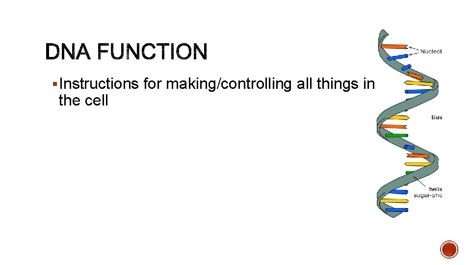 § Instructions for making/controlling all things in the cell 