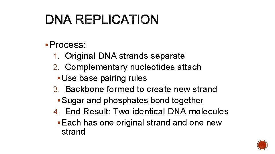 § Process: 1. Original DNA strands separate 2. Complementary nucleotides attach § Use base
