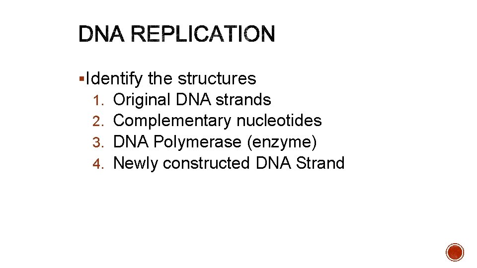 §Identify the structures 1. 2. 3. 4. Original DNA strands Complementary nucleotides DNA Polymerase