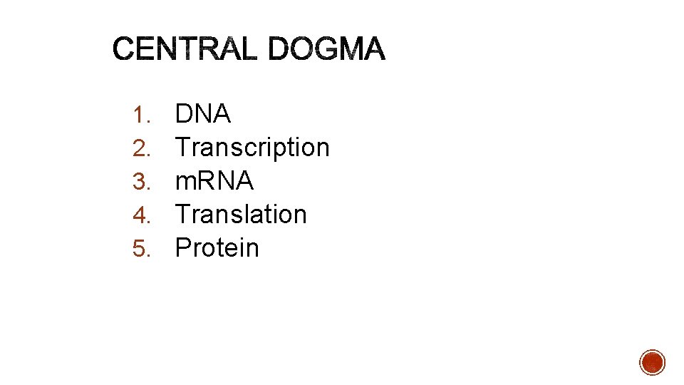 1. 2. 3. 4. 5. DNA Transcription m. RNA Translation Protein 