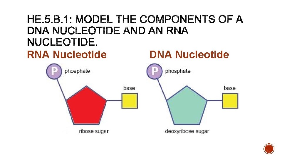 RNA Nucleotide DNA Nucleotide 