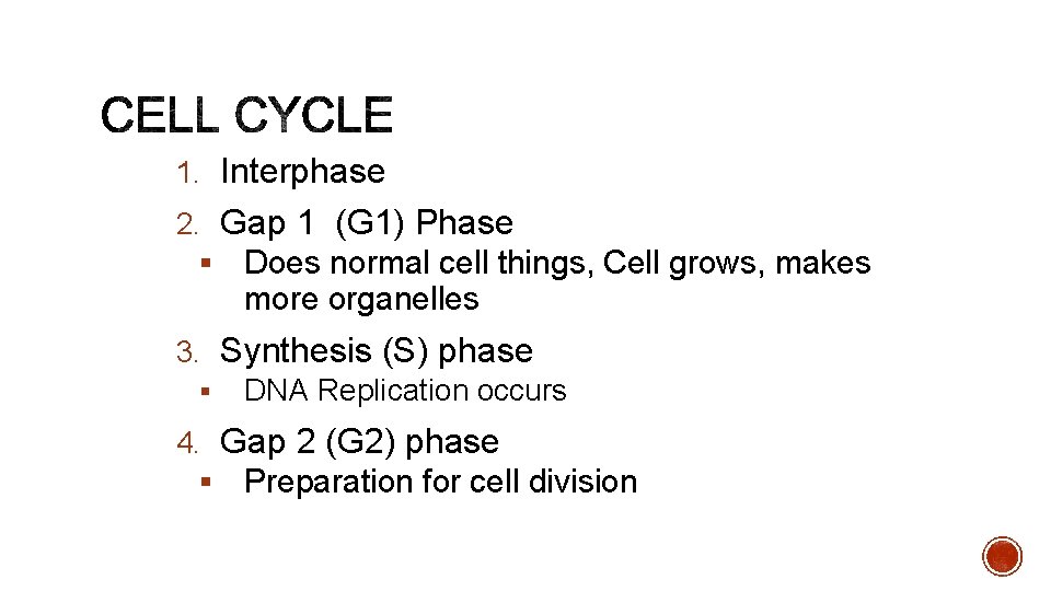 1. Interphase 2. Gap 1 (G 1) Phase § Does normal cell things, Cell