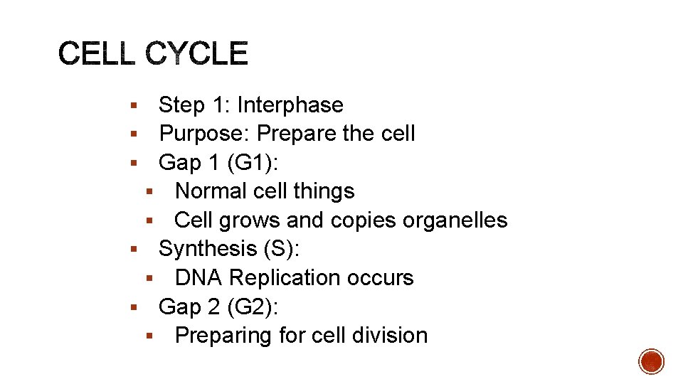 Step 1: Interphase Purpose: Prepare the cell Gap 1 (G 1): § Normal cell