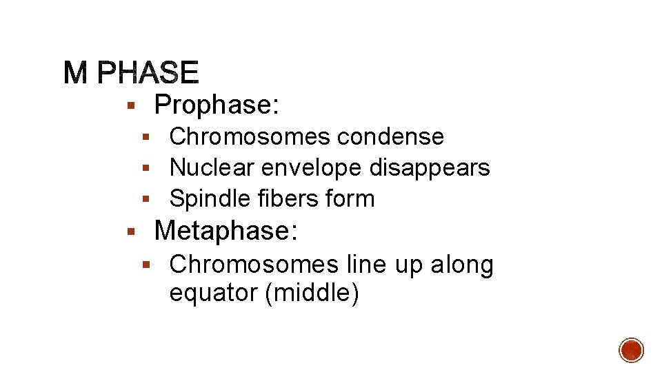 § Prophase: § Chromosomes condense § Nuclear envelope disappears § Spindle fibers form §