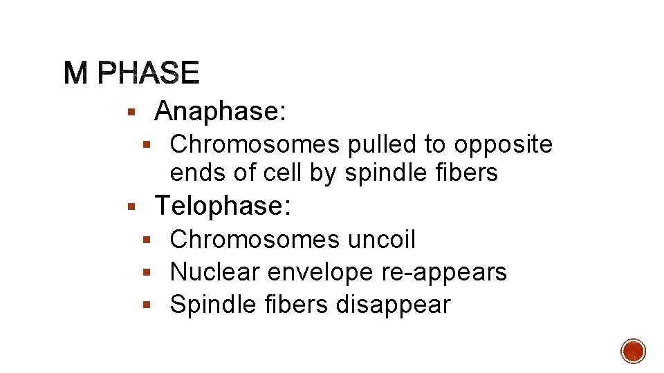 § Anaphase: § Chromosomes pulled to opposite ends of cell by spindle fibers §