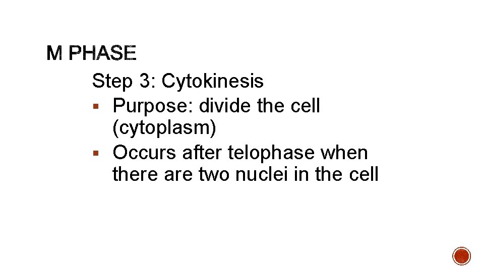 Step 3: Cytokinesis § Purpose: divide the cell (cytoplasm) § Occurs after telophase when