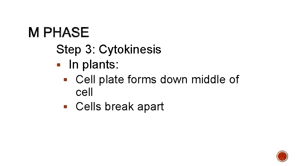 Step 3: Cytokinesis § In plants: § Cell plate forms down middle of cell