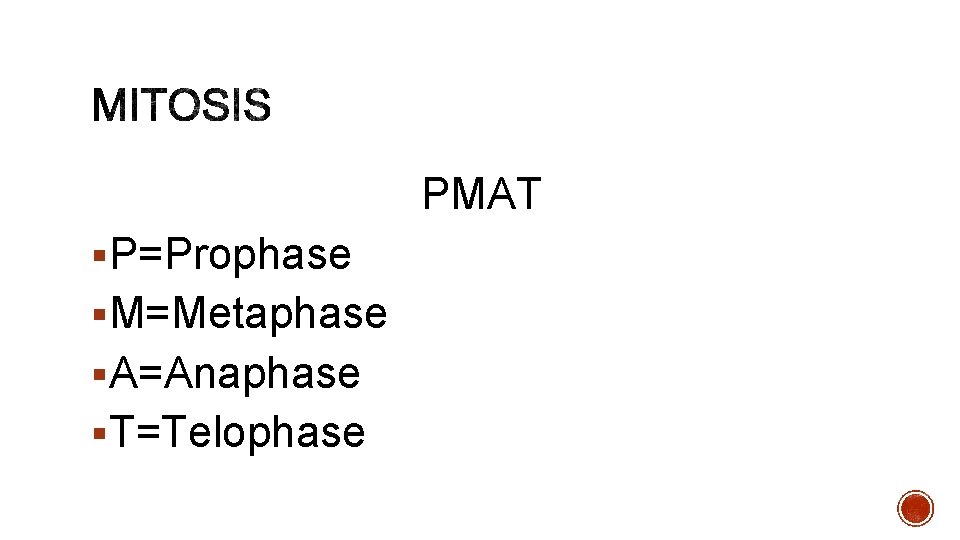 PMAT §P=Prophase §M=Metaphase §A=Anaphase §T=Telophase 