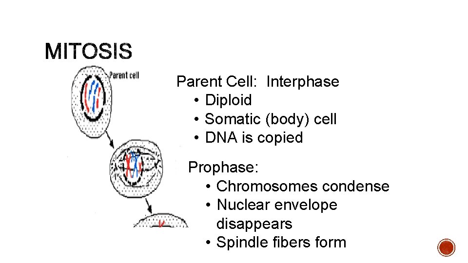 Parent Cell: Interphase • Diploid • Somatic (body) cell • DNA is copied Prophase: