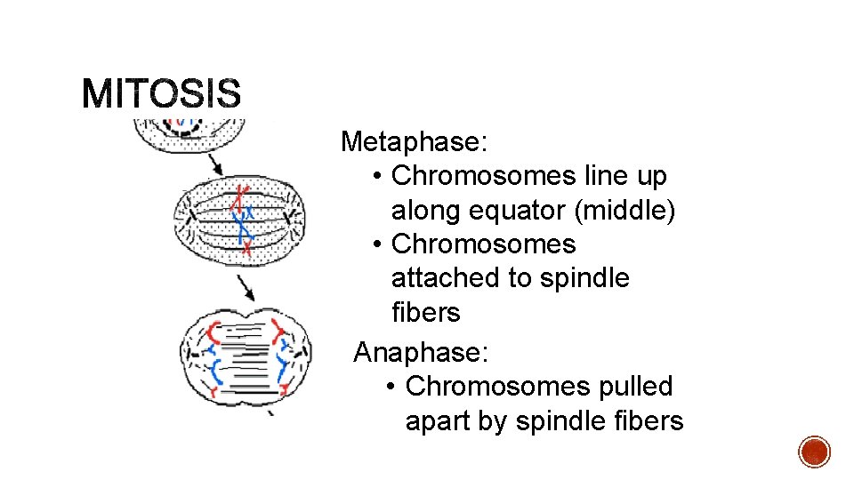 Metaphase: • Chromosomes line up along equator (middle) • Chromosomes attached to spindle fibers