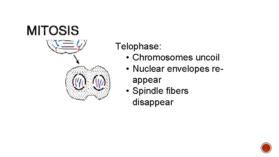 Telophase: • Chromosomes uncoil • Nuclear envelopes reappear • Spindle fibers disappear 