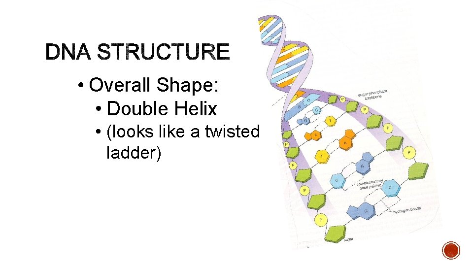  • Overall Shape: • Double Helix • (looks like a twisted ladder) 