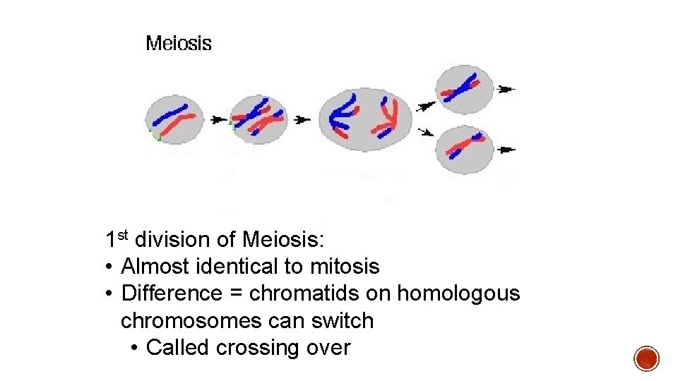 1 st division of Meiosis: • Almost identical to mitosis • Difference = chromatids