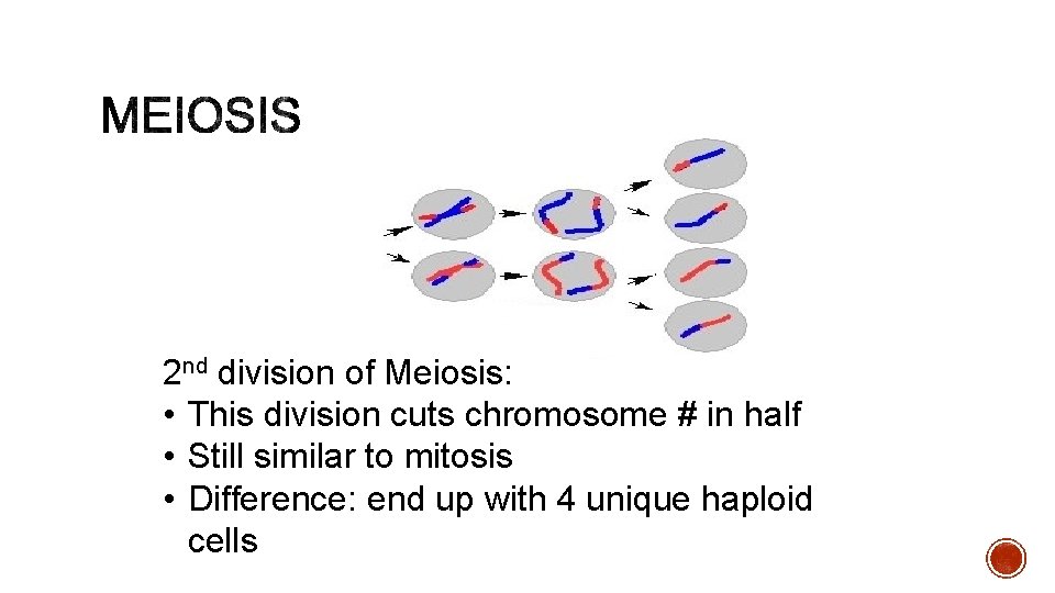 2 nd division of Meiosis: • This division cuts chromosome # in half •