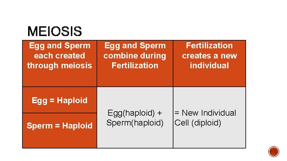 Egg and Sperm each created through meiosis Egg and Sperm combine during Fertilization creates