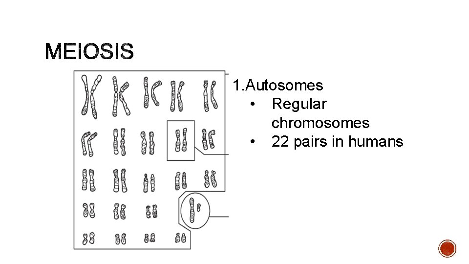 1. Autosomes • Regular chromosomes • 22 pairs in humans 