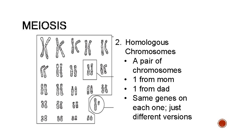 2. Homologous Chromosomes • A pair of chromosomes • 1 from mom • 1