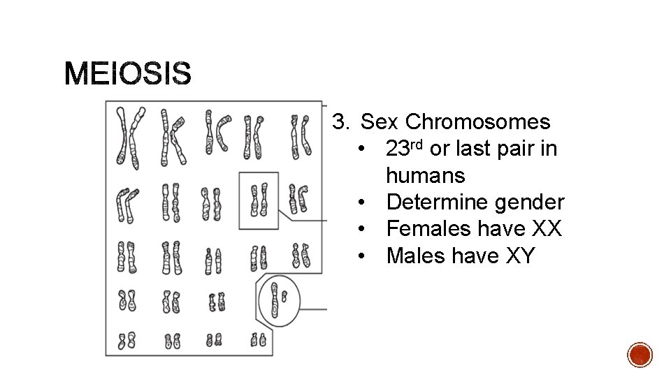 3. Sex Chromosomes • 23 rd or last pair in humans • Determine gender