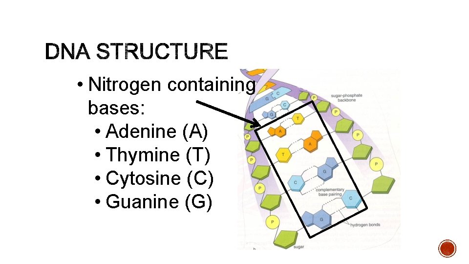  • Nitrogen containing bases: • Adenine (A) • Thymine (T) • Cytosine (C)