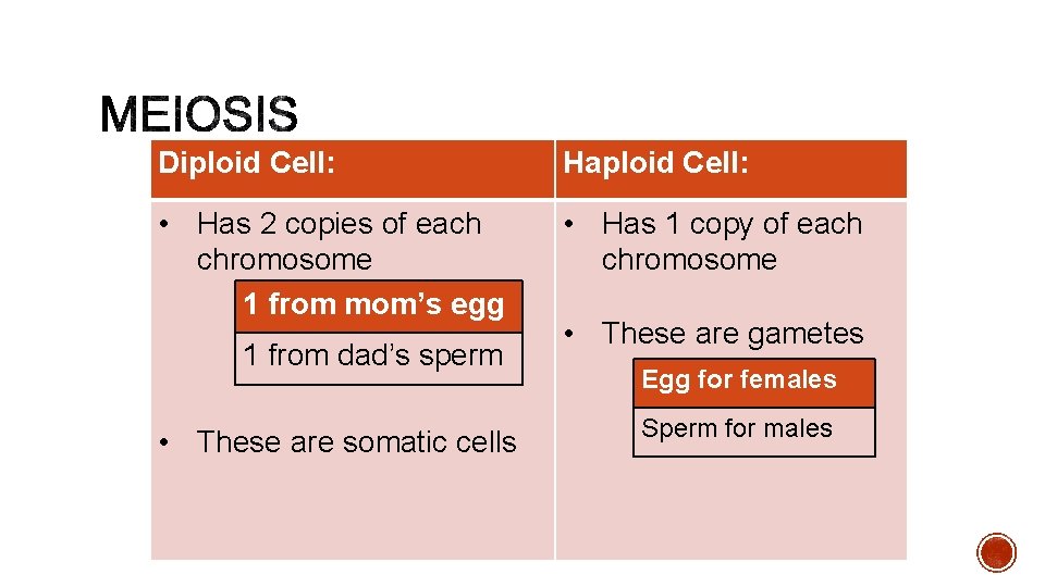 Diploid Cell: Haploid Cell: • Has 2 copies of each chromosome 1 from mom’s