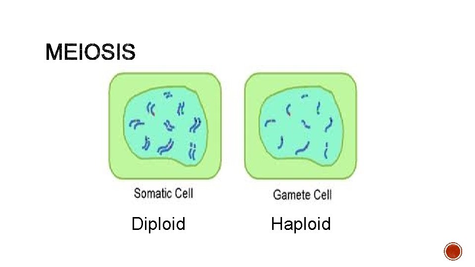 Diploid Haploid 