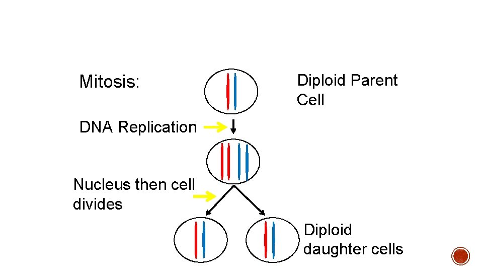 Mitosis: Diploid Parent Cell DNA Replication Nucleus then cell divides Diploid daughter cells 