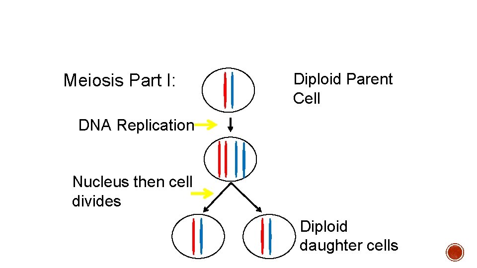 Meiosis Part I: Diploid Parent Cell DNA Replication Nucleus then cell divides Diploid daughter