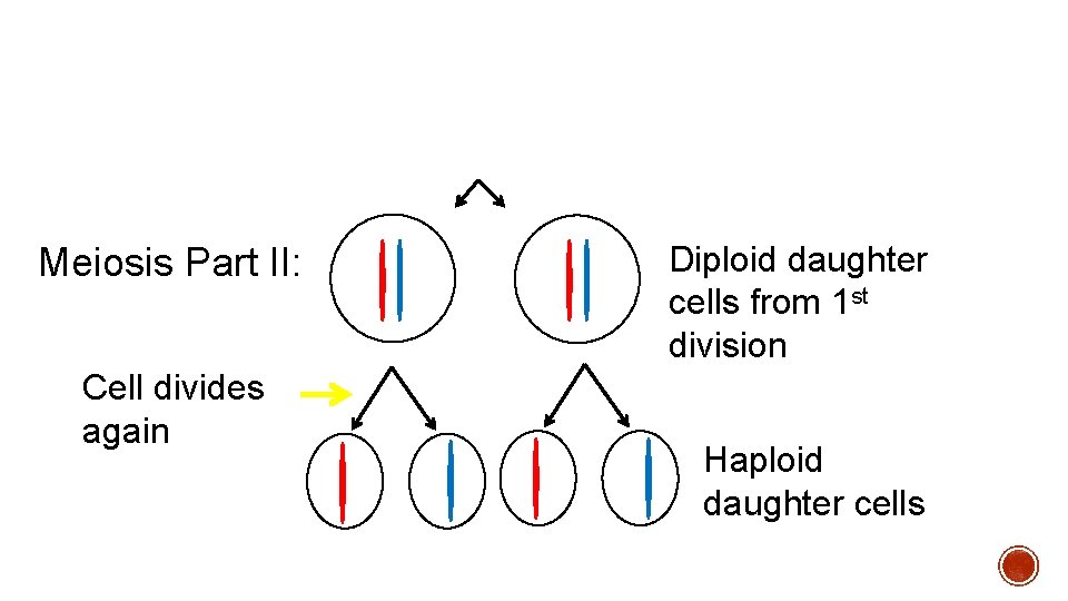 Meiosis Part II: Cell divides again Diploid daughter cells from 1 st division Haploid