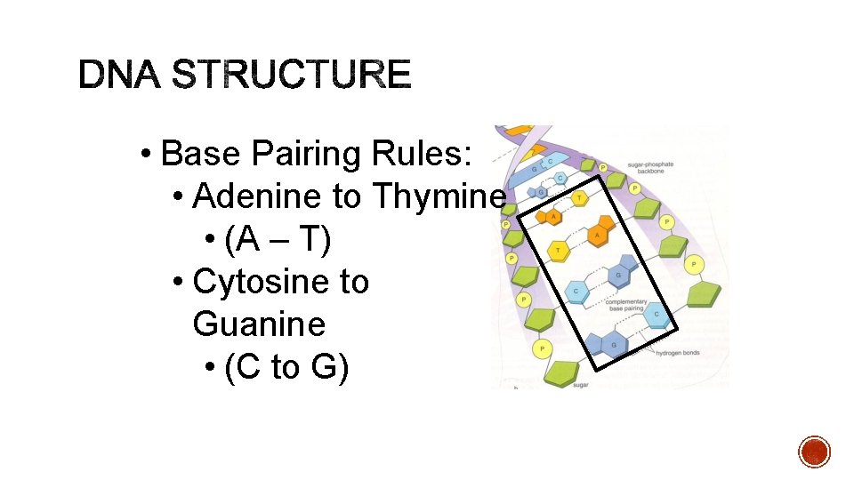  • Base Pairing Rules: • Adenine to Thymine • (A – T) •