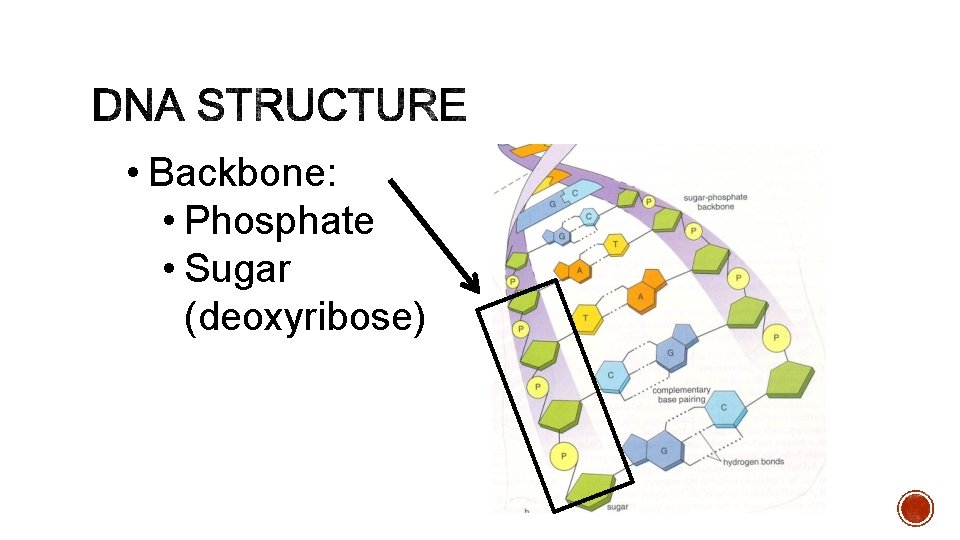  • Backbone: • Phosphate • Sugar (deoxyribose) 