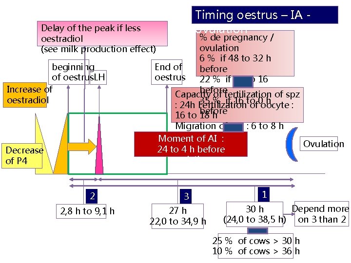 Timing oestrus – IA ovulation Delay of the peak if less oestradiol (see milk