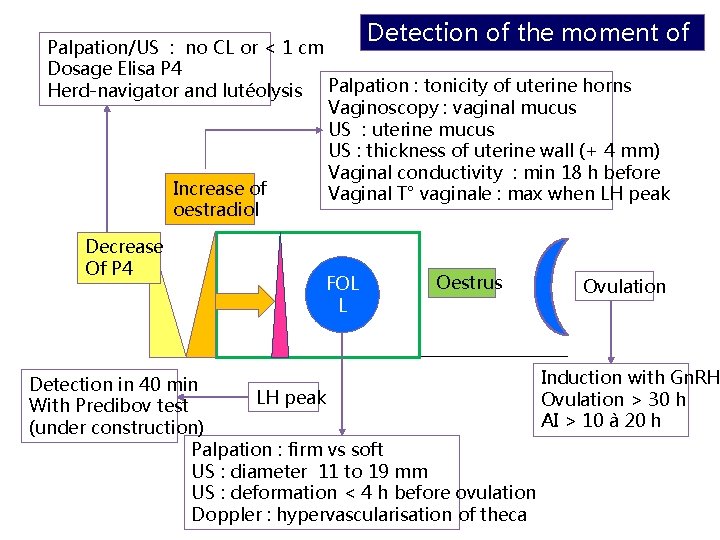 Detection of the moment of Palpation/US : no CL or < 1 cm ovulation