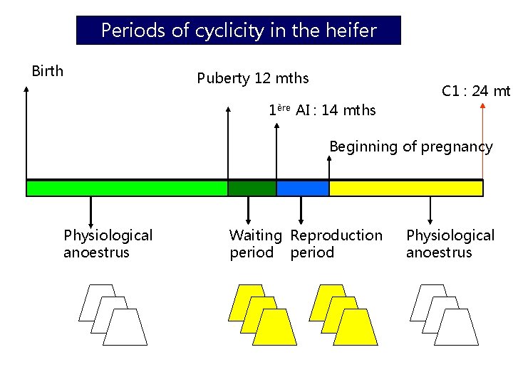 Periods of cyclicity in the heifer Birth Puberty 12 mths C 1 : 24